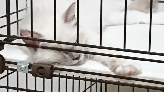ラグドールの子猫の寝顔。柵に頬っぺたが当たっています。